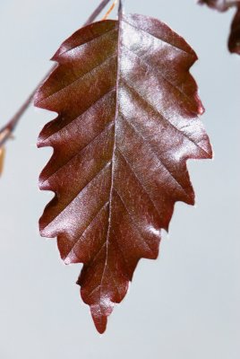 Fagus sylvatica 'Red Obelisk' - buk lesní - list